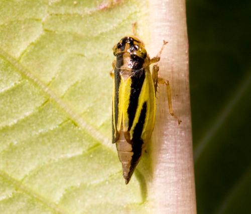 Evacanthus interruptus