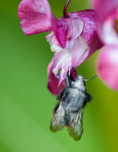 Bombus sp.