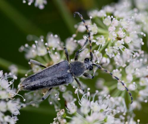 Lepturobosca virens
