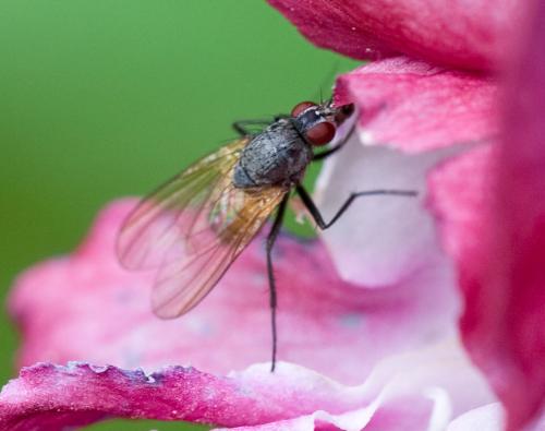 Thricops semicinereus