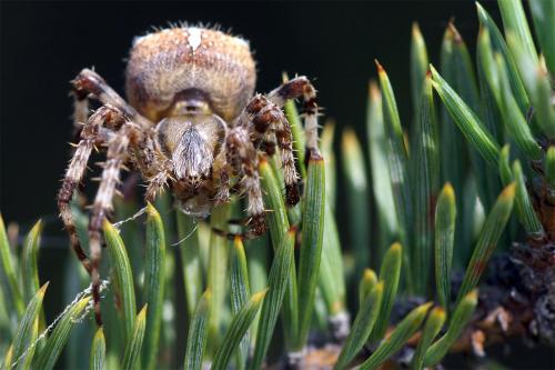 Araneus diadematus
