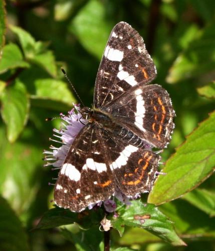 Réf. 49 451 : Araschnia levana