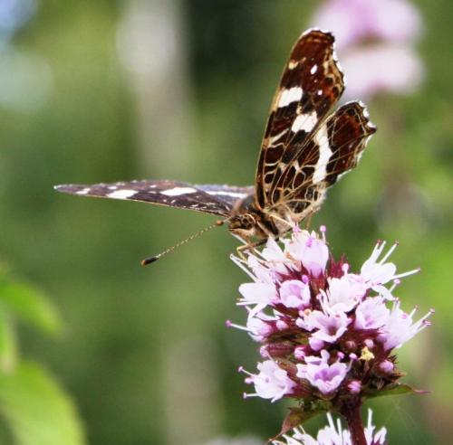 Araschnia levana