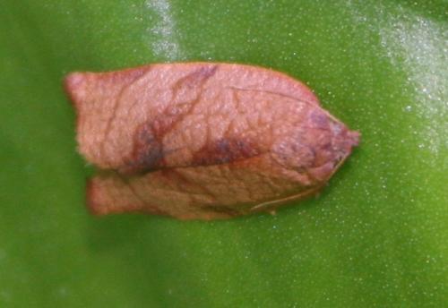 Cacoecimorpha pronubana