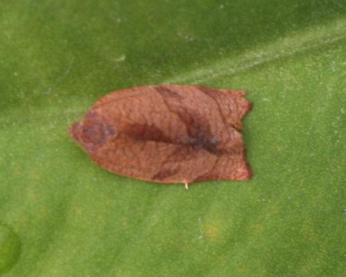 Cacoecimorpha pronubana