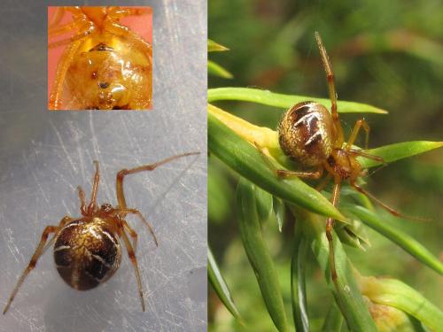 Réf. 49 750 : Phylloneta sp.