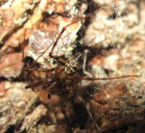 Réf. 49 854 : Labulla thoracica