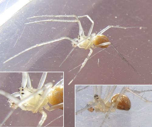 Réf. 49 606 : Bolyphantes sp.
