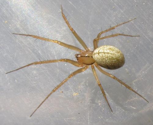 Bolyphantes sp.