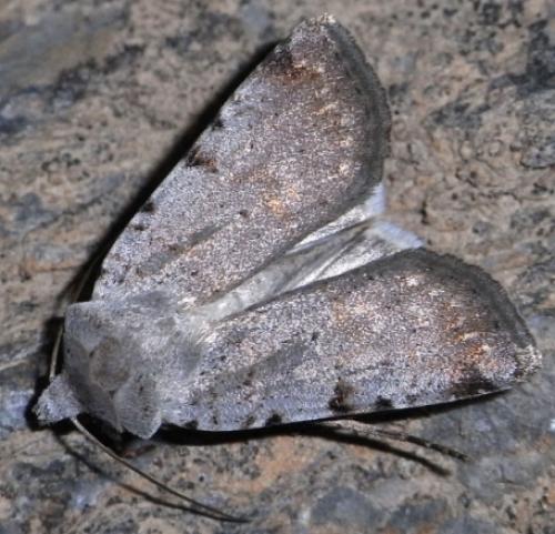 Chersotis margaritacea