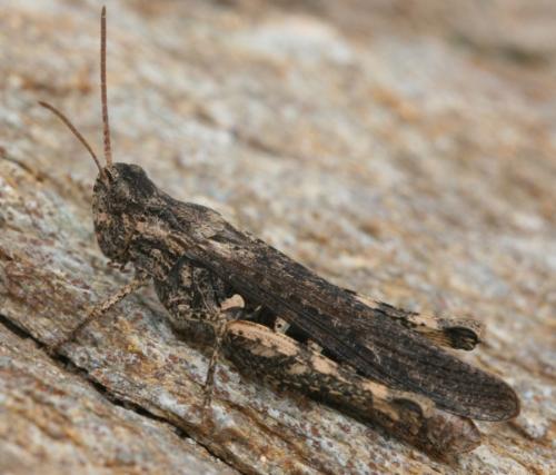 Chorthippus sp.