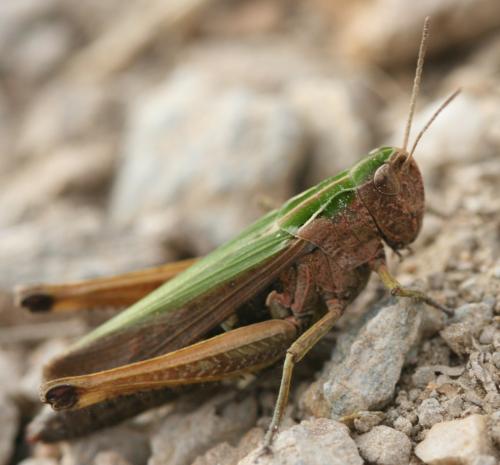 Réf. 49 209 : Omocestus viridulus