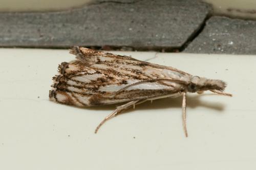 Réf. 49 624 : Catoptria falsella