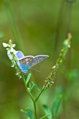 Polyommatus icarus
