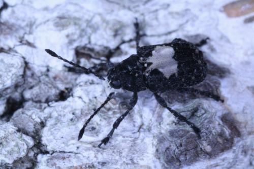 Gonotropis dorsalis