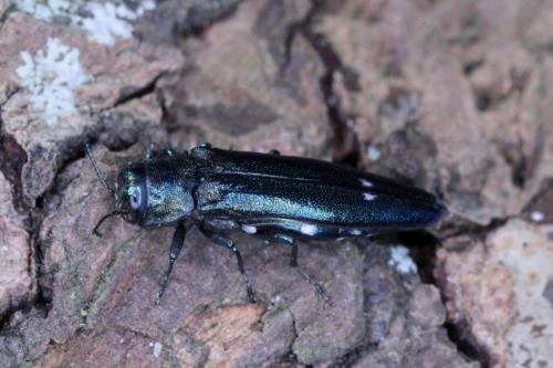 Réf. 49 685 : Agrilus biguttatus