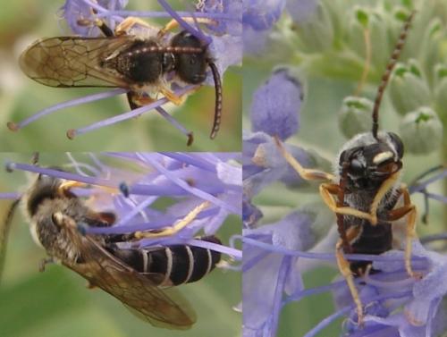 Réf. 49 457 : Halictus sp.