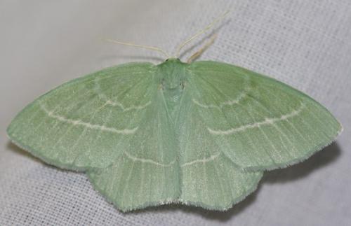 Hemistola chrysoprasaria