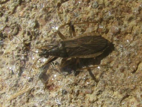 Himacerus major