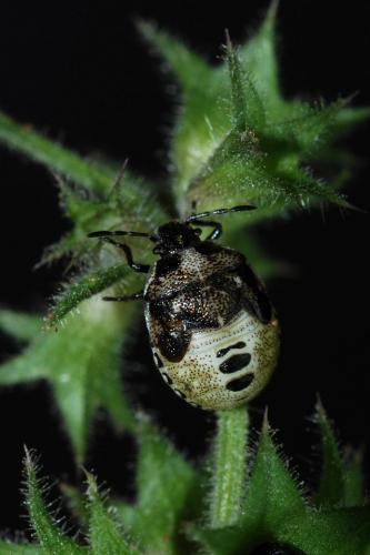 Réf. 49 003 : Stagonomus venustissimus