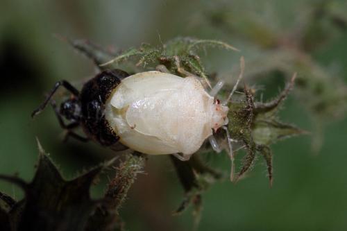 Stagonomus venustissimus