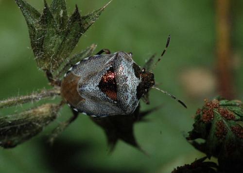 Réf. 49 040 : Stagonomus venustissimus
