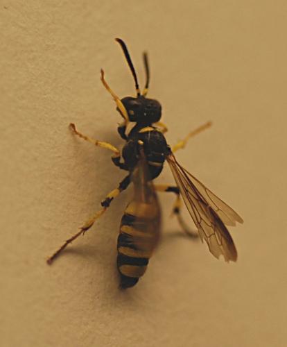 Cerceris quadricincta