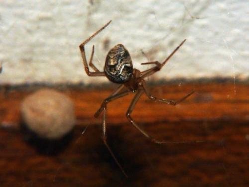 Parasteatoda sp.