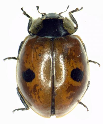 Réf. 49 263 : Adalia bipunctata bipunctata