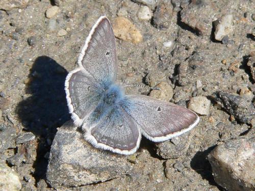 Plebejus glandon