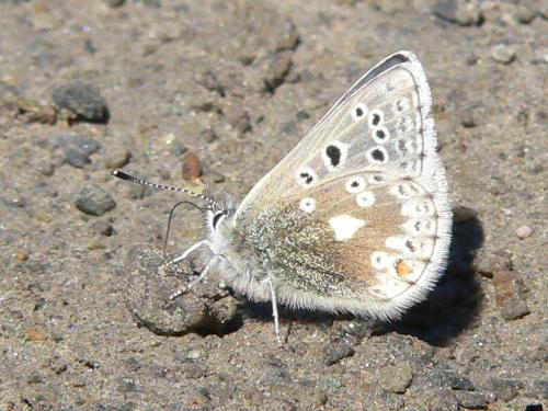 Plebejus glandon
