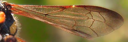 Cerceris arenaria