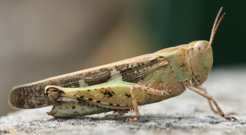 Réf. 49 591 : Aiolopus strepens