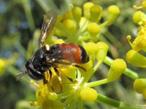 Réf. 49 054 : Paragus sp.