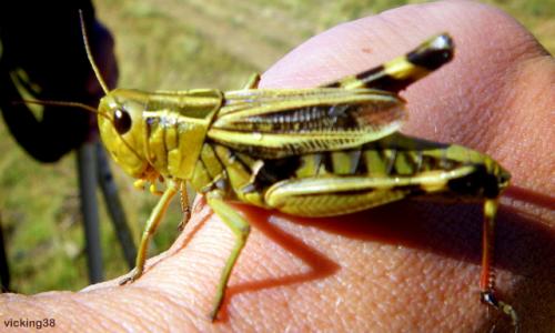Arcyptera fusca