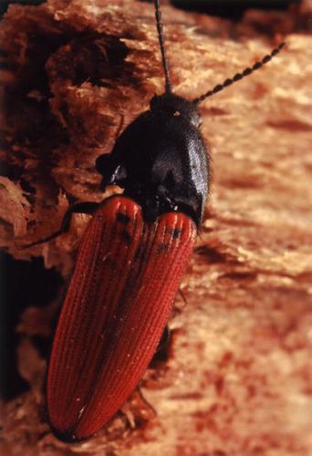 Réf. 49 644 : Ampedus sp.