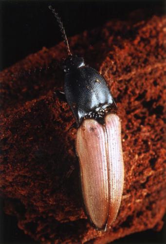Ampedus sp.