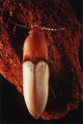 Réf. 49 643 : Ampedus sp.