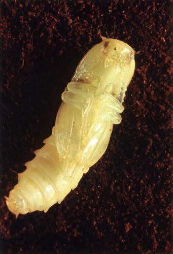Ampedus sp.