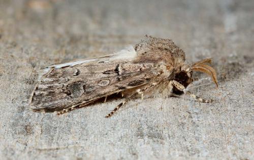 Réf. 49 289 : Agrotis bigramma