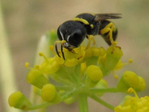 Ectemnius sp.