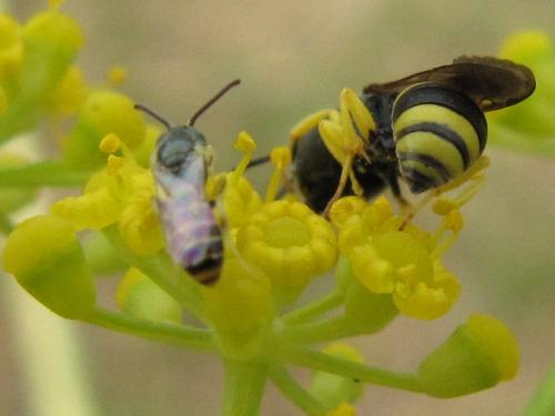 Ectemnius sp.