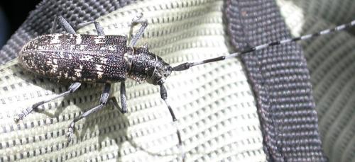 Monochamus sutor