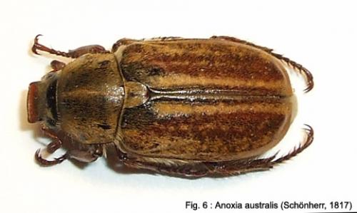 Réf. 49 717 : Anoxia australis