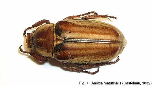Réf. 49 718 : Anoxia matutinalis