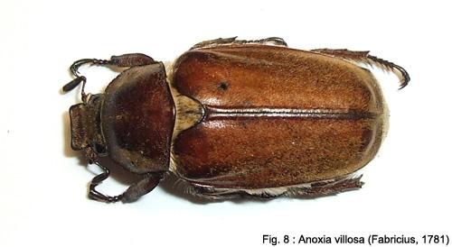 Anoxia villosa
