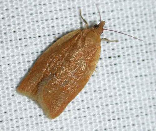 Clepsis consimilana