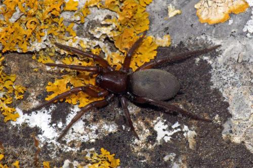 Réf. 49 414 : Gnaphosa sp.