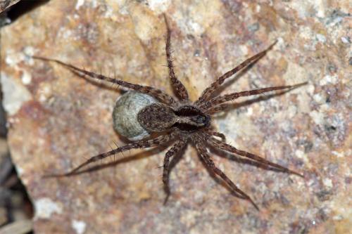 Pardosa sp.