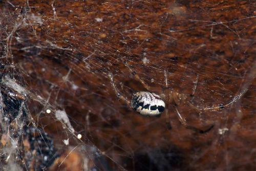 Réf. 49 629 : Steatoda nobilis